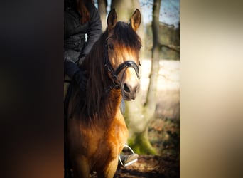 Andere Rassen, Merrie, 8 Jaar, 148 cm, Falbe