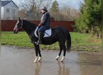 Andere Rassen, Merrie, 8 Jaar, 148 cm, Zwart