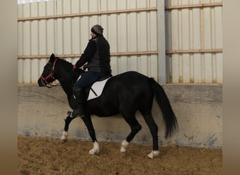 Andere Rassen, Merrie, 8 Jaar, 148 cm, Zwart