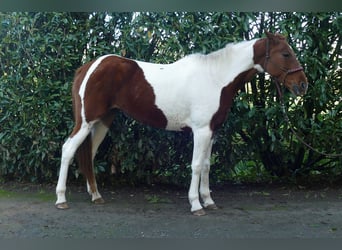 Andere Rassen, Merrie, 8 Jaar, 149 cm, Gevlekt-paard