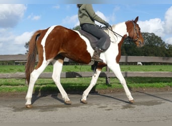 Andere Rassen, Merrie, 8 Jaar, 149 cm, Gevlekt-paard