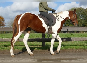 Andere Rassen, Merrie, 8 Jaar, 149 cm, Gevlekt-paard