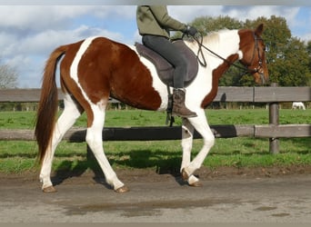 Andere Rassen, Merrie, 8 Jaar, 149 cm, Gevlekt-paard