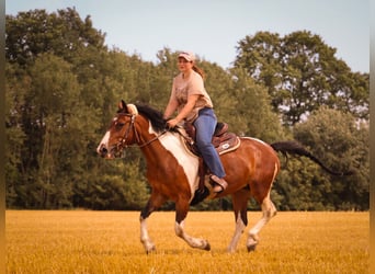 Andere Rassen, Merrie, 8 Jaar, 150 cm, Gevlekt-paard