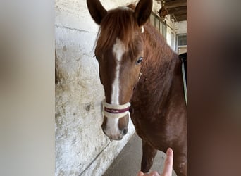 Andere Rassen Mix, Merrie, 8 Jaar, 150 cm, Vos