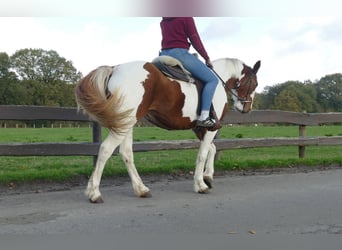 Andere Rassen, Merrie, 8 Jaar, 152 cm, Gevlekt-paard