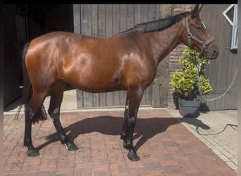 Andere Rassen, Merrie, 8 Jaar, 153 cm, Bruin
