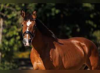 Andere Rassen Mix, Merrie, 8 Jaar, 155 cm, Roodbruin