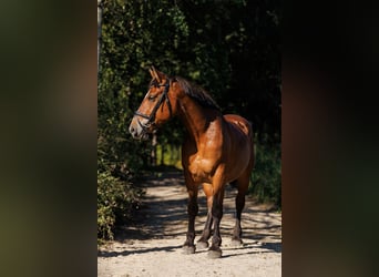 Andere Rassen Mix, Merrie, 8 Jaar, 155 cm, Roodbruin