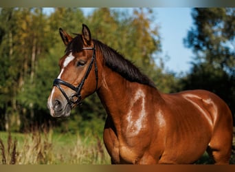 Andere Rassen Mix, Merrie, 8 Jaar, 155 cm, Roodbruin