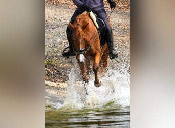 Andere Rassen, Merrie, 8 Jaar, 157 cm, Vos