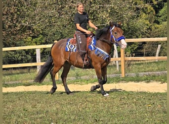 Andere Rassen, Merrie, 8 Jaar, 158 cm, Bruin