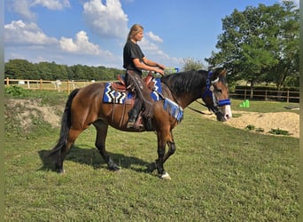 Andere Rassen, Merrie, 8 Jaar, 158 cm, Bruin