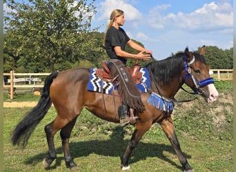 Andere Rassen, Merrie, 8 Jaar, 158 cm, Bruin