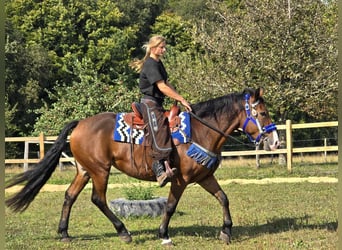 Andere Rassen, Merrie, 8 Jaar, 158 cm, Bruin