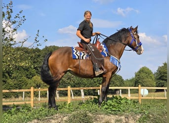 Andere Rassen, Merrie, 8 Jaar, 158 cm, Bruin