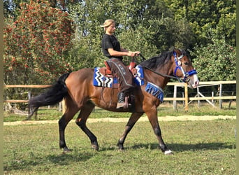 Andere Rassen, Merrie, 8 Jaar, 158 cm, Bruin