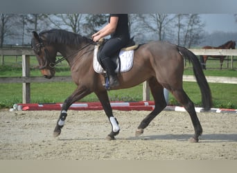 Andere Rassen, Merrie, 8 Jaar, 160 cm, Bruin