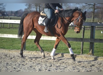 Andere Rassen, Merrie, 8 Jaar, 165 cm, Bruin