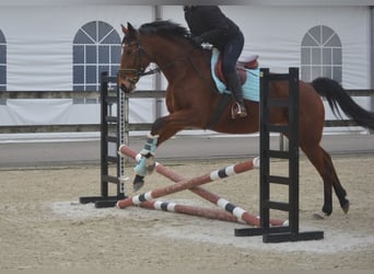 Andere Rassen, Merrie, 8 Jaar, 165 cm, Bruin