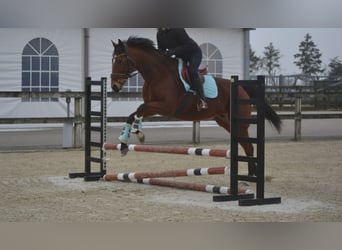 Andere Rassen, Merrie, 8 Jaar, 165 cm, Bruin