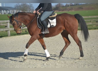 Andere Rassen, Merrie, 8 Jaar, 165 cm, Bruin