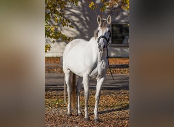 Andere Rassen, Merrie, 8 Jaar, 165 cm, Schimmel