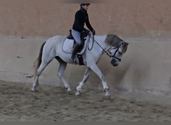 Andere Rassen, Merrie, 8 Jaar, 165 cm, Schimmel