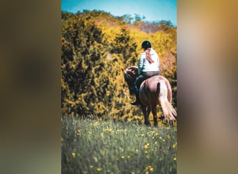 Andere Rassen, Merrie, 8 Jaar, 168 cm, Palomino