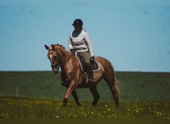 Andere Rassen, Merrie, 8 Jaar, 168 cm, Palomino