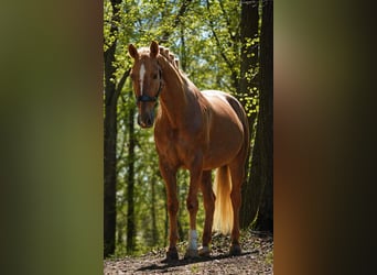 Andere Rassen, Merrie, 8 Jaar, 168 cm, Palomino