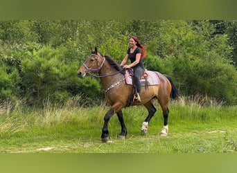 Andere Rassen, Merrie, 8 Jaar, 173 cm, Bruin
