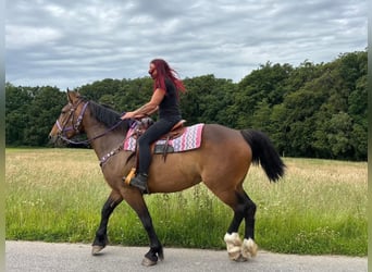 Andere Rassen, Merrie, 8 Jaar, 173 cm, Bruin