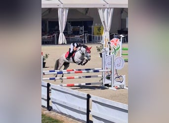 Andere Rassen Mix, Merrie, 9 Jaar, 147 cm, Falbe