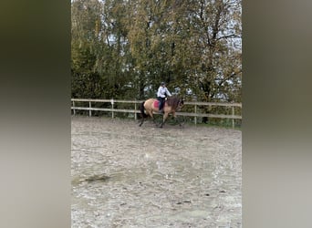 Andere Rassen, Merrie, 9 Jaar, 150 cm, Falbe