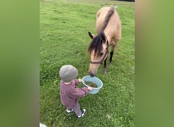 Andere Rassen, Merrie, 9 Jaar, 150 cm, Falbe