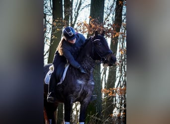 Andere Rassen, Merrie, 9 Jaar, 152 cm, Roan-Blue