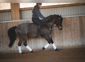 Andere Rassen, Merrie, 9 Jaar, 152 cm, Roan-Blue