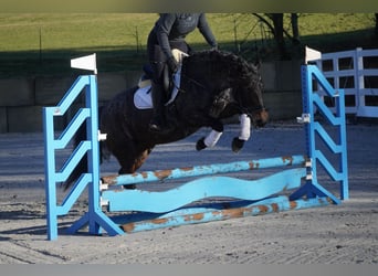 Andere Rassen, Merrie, 9 Jaar, 152 cm, Roan-Blue