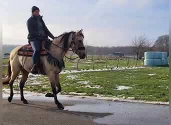 Andere Rassen, Merrie, 9 Jaar, 155 cm, Falbe