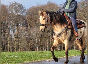 Andere Rassen, Merrie, 9 Jaar, 155 cm, Falbe