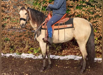 Andere Rassen, Merrie, 9 Jaar, 155 cm, Falbe