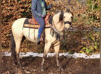 Andere Rassen, Merrie, 9 Jaar, 155 cm, Falbe