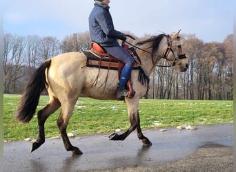 Andere Rassen, Merrie, 9 Jaar, 155 cm, Falbe