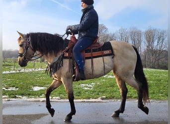 Andere Rassen, Merrie, 9 Jaar, 155 cm, Falbe