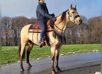 Andere Rassen, Merrie, 9 Jaar, 155 cm, Falbe