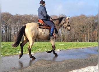 Andere Rassen, Merrie, 9 Jaar, 155 cm, Falbe