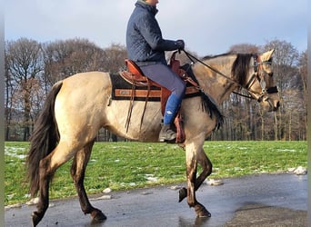 Andere Rassen, Merrie, 9 Jaar, 155 cm, Falbe