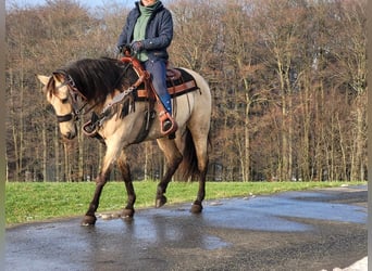 Andere Rassen, Merrie, 9 Jaar, 155 cm, Falbe