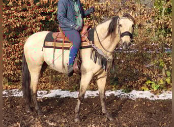 Andere Rassen, Merrie, 9 Jaar, 155 cm, Falbe